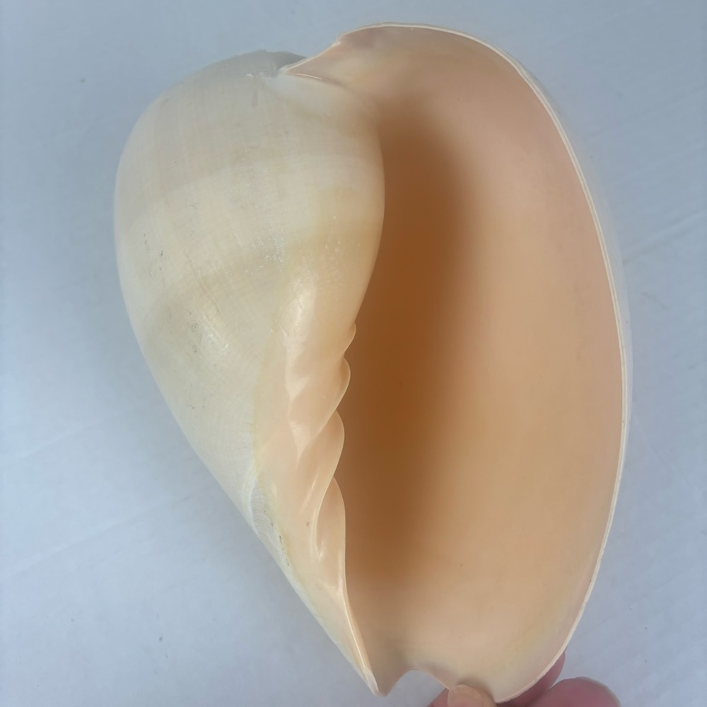 Vintage Melo seashell-Real natural shell